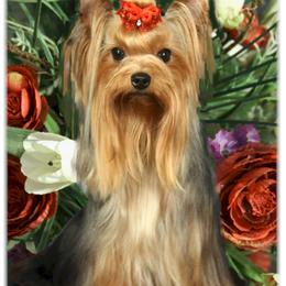 Yorkshire Terrier All Grown Up from Shelby Stevens