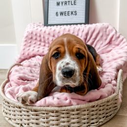 Basset Hound Puppies from Lazy Acre Basset Hounds