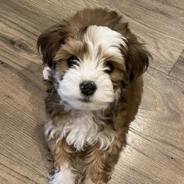 Havanese Puppies from Nanas Devinely Designed Havanese