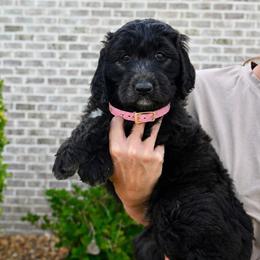 Aussiedoodle Puppies from Middle Swamp Poodles and Doodles
