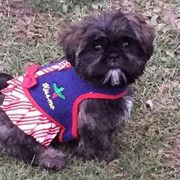 Shih Tzu Puppies from Laurie's shih tzus