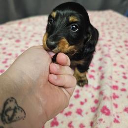 Edward - Black and tan male Dachshund puppy in Pasco, Washington from G & G Kennel