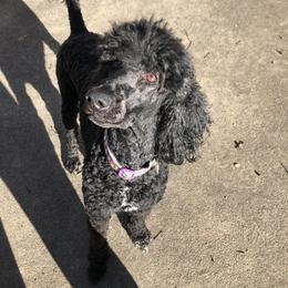 Diamond - Poodle