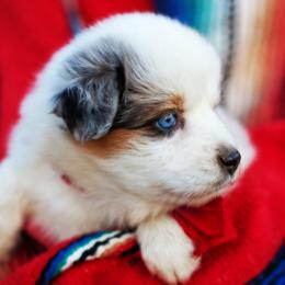 Twinky - Blue merle female Australian Shepherd puppy in Paola, Kansas from Tiz Ranch