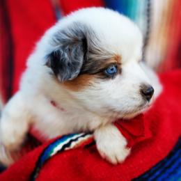 Twinky - Blue merle female Australian Shepherd puppy in Paola, Kansas from Tiz Ranch