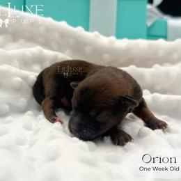 Orion - Gold male Morkie puppy in Scottsdale, Arizona from Lil Luxe Pups