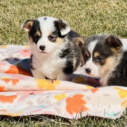 Australian Shepherd, Lagotto Romagnolo, and Pembroke Welsh Corgi Puppies from SS Australian Shepherds