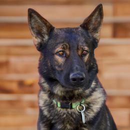 German Shepherds from C6 Ranch & Shepherds