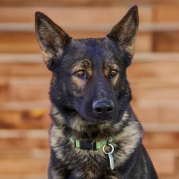 German Shepherds from C6 Ranch & Shepherds