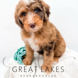 Audrey - Merle female Bernedoodle puppy in Baroda, Michigan from Great Lakes Bernedoodles