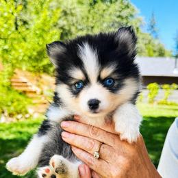 Cruz - Black and white female Pomsky puppy in Grass Valley, California from Karalot Pomskies