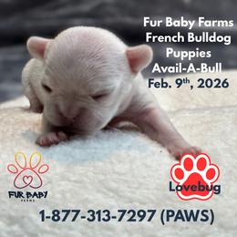 Lovebug - Cream female French Bulldog puppy in Michigan from Fur Baby Farms