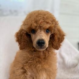 Ziggy - Red  male Poodle puppy in Monetta, South Carolina from Moonrise Poodles