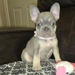French Bulldog and Miniature Schnauzer Puppies from Olivia's Miniature Schnauzer's and French Bulldogs