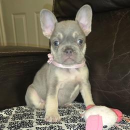 French Bulldog and Miniature Schnauzer Puppies from Olivia's Miniature Schnauzer's and French Bulldogs