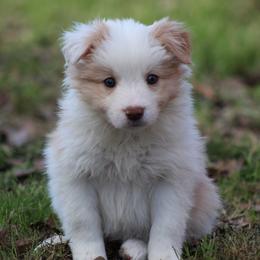 Gold female 1 - Gold female Border Collie puppy in Tylertown, Mississippi from Cool Meadow Farms