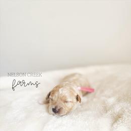 Pink - Lois Lane - Apricot female Maltipoo puppy in Huntsville, Texas from Nelson Creek Farms