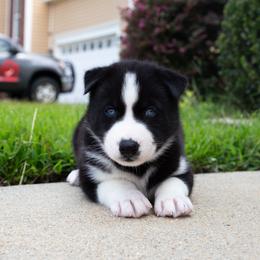 Grimm - Black and white male Siberian Husky puppy in Greenville, North Carolina from Ivie Huskies