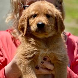 Purple Girl - Golden female Golden Retriever puppy in Rockwell, North Carolina from KnL Golden Acres