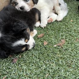 Miniature Australian Shepherd Puppies from Amberwood DD Aussies