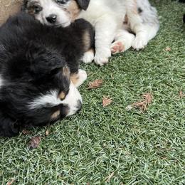 Miniature Australian Shepherd Puppies from Amberwood DD Aussies
