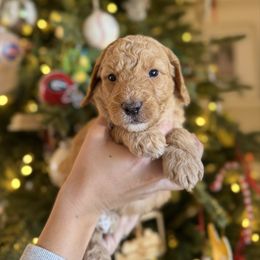 Mr. Navy - Apricot male Goldendoodle puppy in Athens, Georgia from Moore Goldendoodles