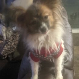 Papillons from Shirley's Papillons