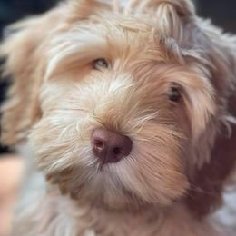 Breeze - Australian Labradoodle