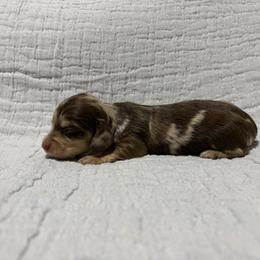 Dachshund Puppies from Oscar Meyer’s Weenies