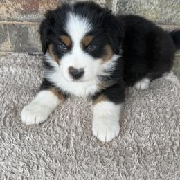 Juliet - Black tri-color female Australian Shepherd puppy in Harrah, Oklahoma from Kamm's Aussies