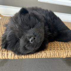 Red male - Black Chow Chow puppy in Minnesota from Yangs Chow Chows