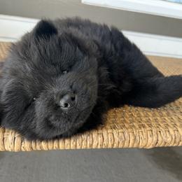Red male - Black Chow Chow puppy in Minnesota from Yangs Chow Chows