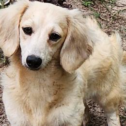 Dachshunds and Pembroke Welsh Corgis from ArmnalegRanch