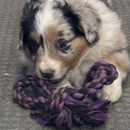 Adele - Blue merle female Miniature American Shepherd puppy in Camdenton, Missouri from Sunset Ridge Aussies