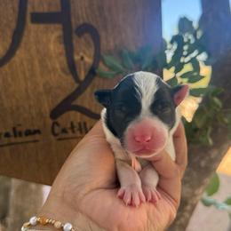 Tessa - Blue female Australian Cattle Dog puppy in Sahuarita, Arizona from A2 Australian Cattle Dogs