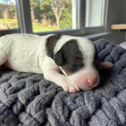 Persephone - Black and white female Cavapoo puppy in Tucson, Arizona from Adored Poodle & Doodles