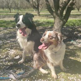 Miniature American Shepherds from HeartSong Australian Shepherds