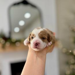 Pearl - Red  female Goldendoodle puppy in Rio Linda, California from Plush Doodles