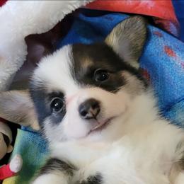Tie-dye Bandana Girl - Black and tan female Pembroke Welsh Corgi puppy in Cherokee, Oklahoma from MCS Farms-OK