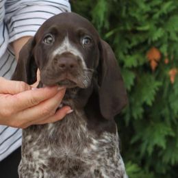 German Shorthaired Pointer Puppies from Hotwired GSPs
