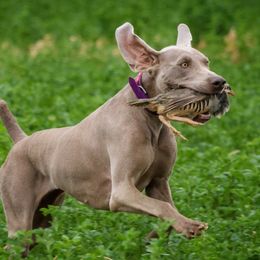 Phoenix - Weimaraner