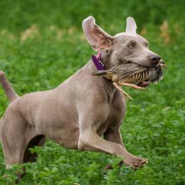 Phoenix - Weimaraner