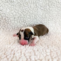 Toast - Sable and white male American Corgi puppy in Pahrump, Nevada from Desert Sunset Corgis