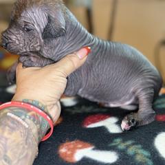 Llynn - Bronze male Xoloitzcuintli puppy in Victorville, California from Elegancia Vintage Xoloitzcuintle