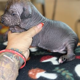 Llynn - Bronze male Xoloitzcuintli puppy in Victorville, California from Elegancia Vintage Xoloitzcuintle