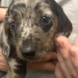 Kipper - Dapple male Dachshund puppy in Pennsville, New Jersey from Bay Acres Dachshunds