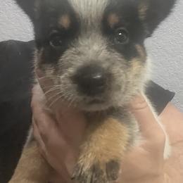 -Boy 1 - Blue male Australian Cattle Dog puppy in Kaufman, Texas from Emberwick Ranch