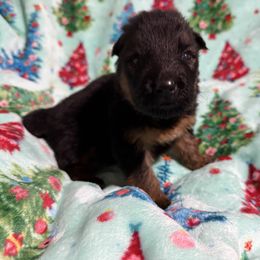 Oz - Black and red male German Shepherd puppy in Lakeland, Florida from Fur Love And Puppies