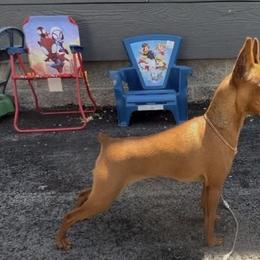 Hocus - Miniature Pinscher
