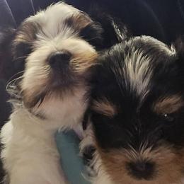 Checkers - Black tan and white male Biewer Terrier puppy in Jamesville, New York from Mark Carfagno's Pups